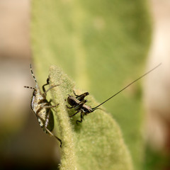 insectes