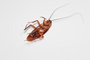 Roaches lie dead on wooden floor, Dead cockroach ,Close up face , Close up roaches