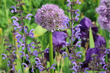 Naturnaher Garten in lila, Heilsalbei (Salvia officinalis) und Zierlauch (Allium), bienenfreundlicher Garten