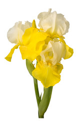 Yellow and white bearded iris flower isolated on white background.
