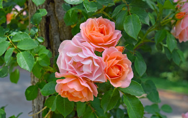 Rosas en Parque de Cervantes, Barcelona España