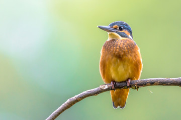European Kingfisher perched on stick