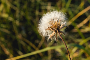 Dandelion flower's seedhead in sunlight.
