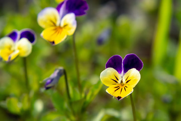 Blooming yellow violet violets perennial in the spring garden