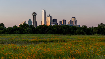 Fototapeta na wymiar Dallas Skyline and Wildflowers During Sunset, Dallas, Texas.