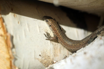 Macro photo of a little brown lizard. lizard basks in the sun on birch wood, birch bark