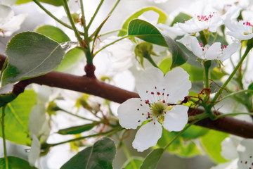 Pear blossom in spring garden close up