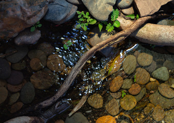 Close-up view of stream in forest