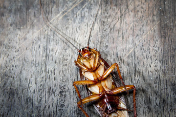 Roaches lie dead on wooden floor, Dead cockroach ,Close up face , Close up roaches