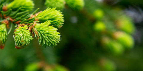 Fototapeta premium Sprig of spruce with fresh spring growth of needles - a beautiful green natural background