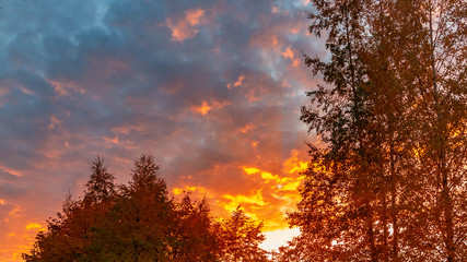 Fototapeta na wymiar Autumn treetops against a cloudy sky at sunset. Background