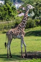 Obraz premium Zoo Kuala Lumpur
