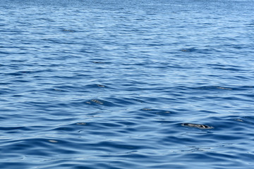 Texture of blue waves in the ocean