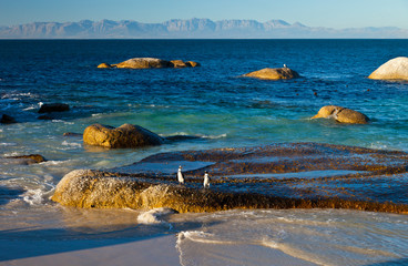 PINGÜINO DEL CABO (Spheniscus demersus), Playa de Boulders, Parque Nacional Table Mountains, False...