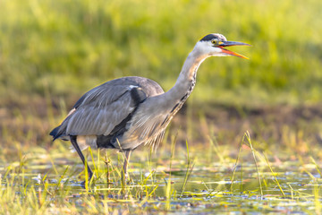 Grey heron hunting in wetland open beak