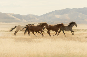Fototapety  Dzikie konie biegnące przez pustynię Utah