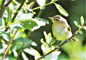 Chiffchaff portrait at Sprotbrough Flash, Yorkshire Wildlife Trust