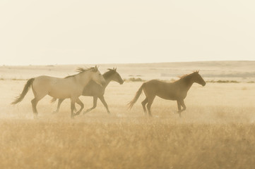 Fototapeta na wymiar Wild Horses Running Across the Utah Desert