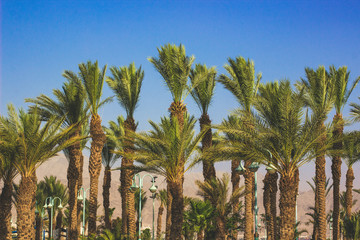 palm trees tropic park outdoor nature landscape photography with fashionable modern Instagram toning 