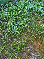 spring woodlands crawled out from under the snow