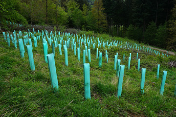 Wiederaufforstung am Albtrauf, Schwäbische Alb, reforestation