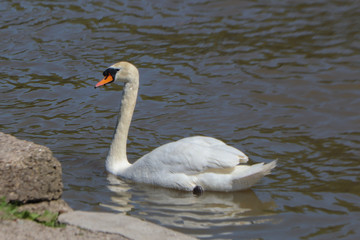 Cygne sur la Meuse