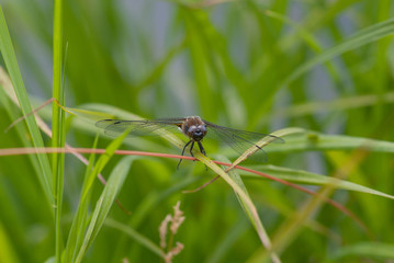 libellula sopra un filo d'erba nel prato