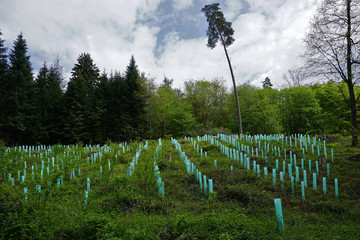 Wiederaufforstung am Albtrauf, Schwäbische Alb, reforestation