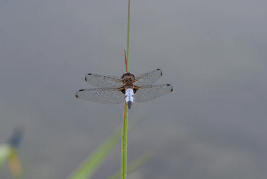 libellula sopra un filo d'erba