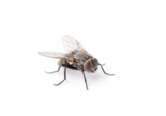 fly isolated on a white