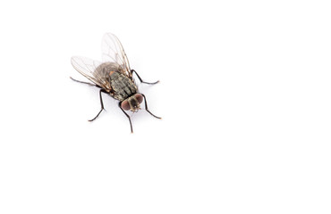 fly isolated on a white