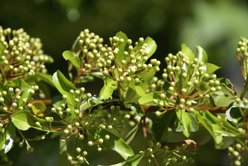 Knospen der Eberesche 