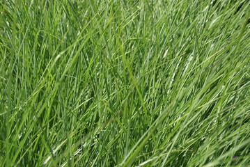 Langes Gras im Sommer 2019259