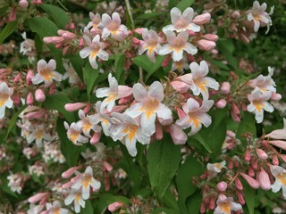Rosa Blüten an Gebüsch