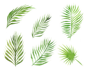 hand drawn watercolor set of coconut palm tree leaves isolated on white background