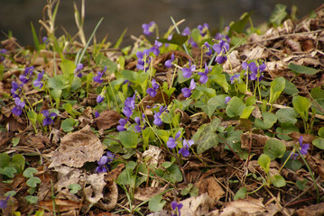 Veilchen im Laub 2019245 viola