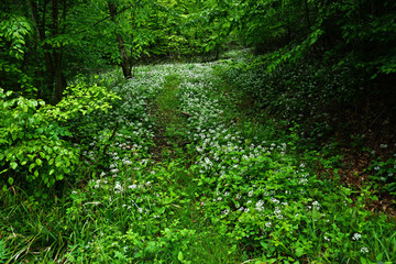Bärlauch, Allium ursinum, im Waldweg