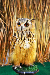 owl stand with zoo background