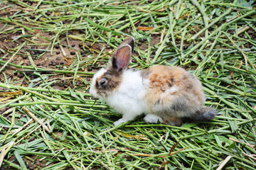 Baby rabbit sick on green grass in the zoo
