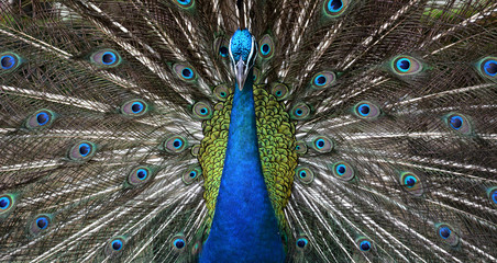 Obraz premium Closeup of peacock showing his beautiful feathers