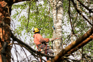 Professional on the tree.