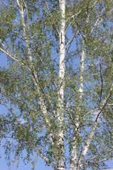 Russian birch against the blue sky, color photo