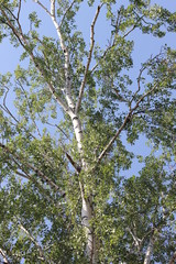 Russian birch against the blue sky, color photo