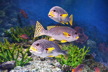 fish in the ocean on blue ocean background