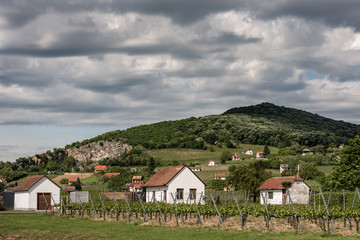 Fototapeta na wymiar Vineyard in Hungary, in Villany, spring 2019, May