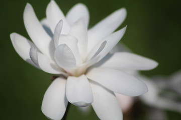 closeup of white flower