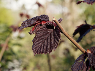 corylus maxima purpurea - Feuilles et fruits en cours de maturation du noisetier pourpre ou grand coudrier pourpre