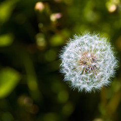 a summer fluffy dandelion on a green background in a clearing