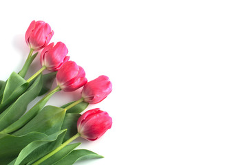 Pink tulip on white background.