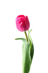 Pink tulip flower isolated on white background